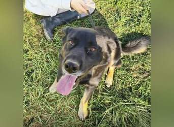 Abby eine gutmütige Seele