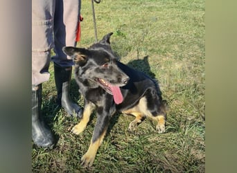 Abby eine gutmütige Seele