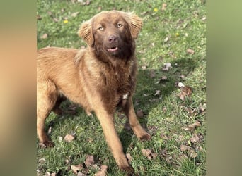 Dorina eine gutmütige liebe Hündin