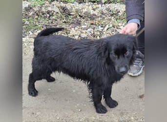 Jonte pure Lebensfreude