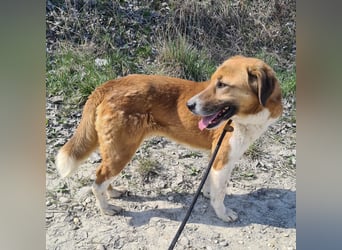 Viola ein Traumwesen