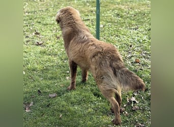 Dorina eine gutmütige liebe Hündin