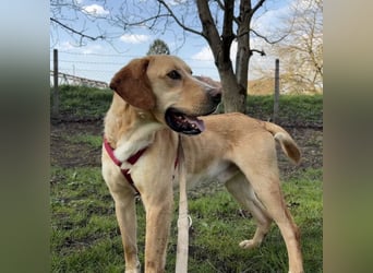 Klops ein Familienhund wartet in Tierheim