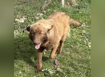 Dorina eine gutmütige liebe Hündin