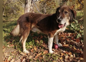 Floki eine Seele vom Hund