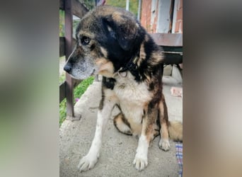 Floki eine Seele vom Hund