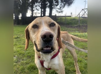 Klops ein Familienhund wartet in Tierheim