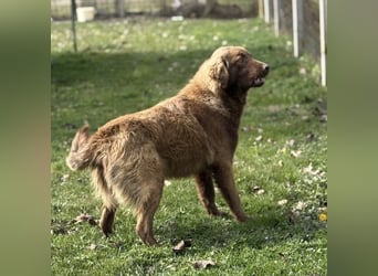 Dorina eine gutmütige liebe Hündin