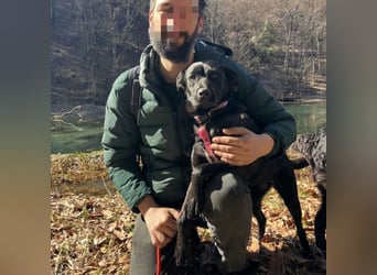 Lexy eine intelligente sportliche Hündin