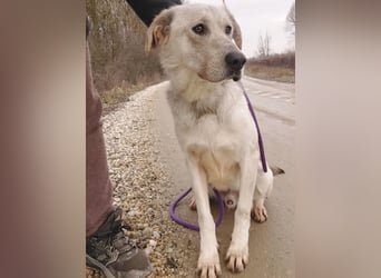 Lykos braucht seinen Mensch