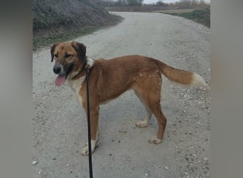 Viola ein Traumwesen