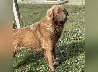 Dorina eine gutmütige liebe Hündin