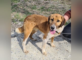 Viola ein Traumwesen