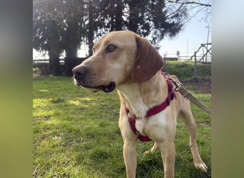 Klops ein Familienhund wartet in Tierheim