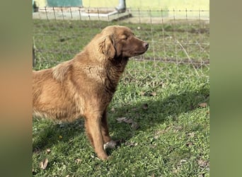 Dorina eine gutmütige liebe Hündin