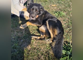 Abby eine gutmütige Seele