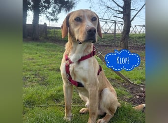 Klops ein Familienhund wartet in Tierheim