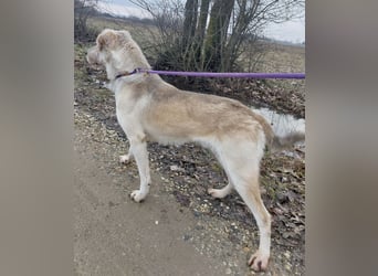 Lykos braucht seinen Mensch