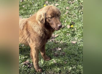 Dorina eine gutmütige liebe Hündin