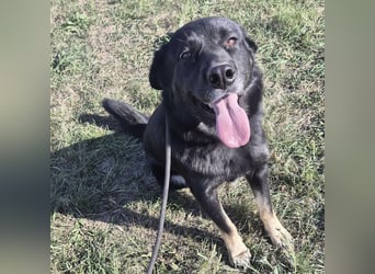 Abby eine gutmütige Seele