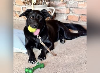 Mio ein treuer wundervoller Freund fürs Leben