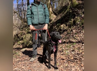 Lexy eine intelligente sportliche Hündin