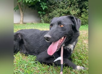 Benji ein freundlicher Schatz