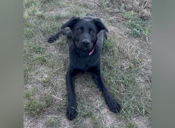 Mio ein treuer wundervoller Freund fürs Leben