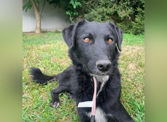 Benji ein freundlicher Schatz
