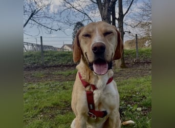 Klops ein Familienhund wartet in Tierheim