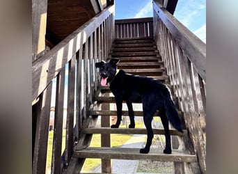 Mio ein treuer wundervoller Freund fürs Leben