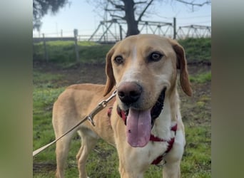 Klops ein Familienhund wartet in Tierheim