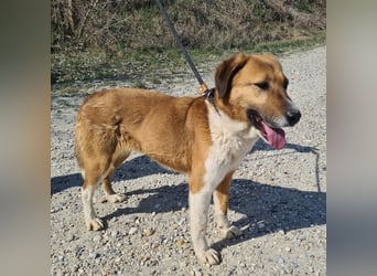 Viola ein Traumwesen