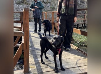 Lexy eine intelligente sportliche Hündin