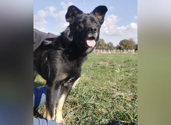 Abby eine gutmütige Seele