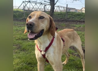 Klops ein Familienhund wartet in Tierheim