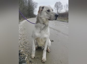 Lykos braucht seinen Mensch