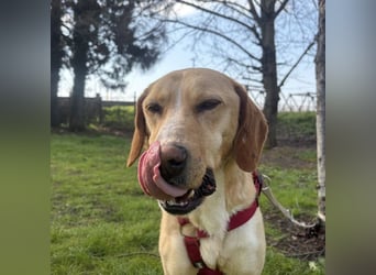 Klops ein Familienhund wartet in Tierheim