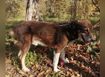 Floki eine Seele vom Hund
