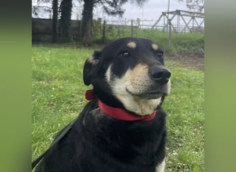 Dinko ein sanfter Engel