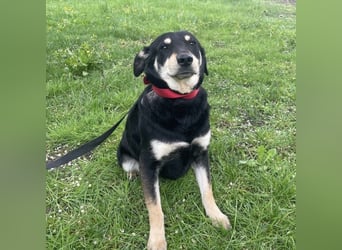 Dinko ein sanfter Engel