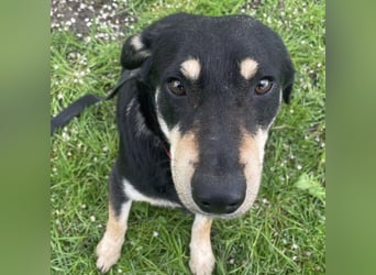 Dinko ein sanfter Engel