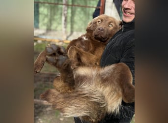 Dorina eine gutmütige liebe Hündin