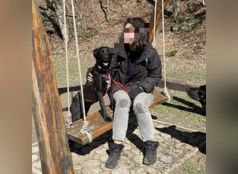 Lexy eine intelligente sportliche Hündin