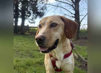 Klops ein Familienhund wartet in Tierheim