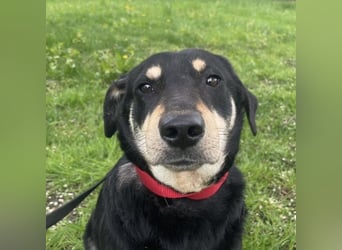 Dinko ein sanfter Engel