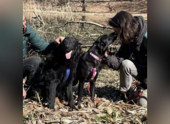 Lexy eine intelligente sportliche Hündin