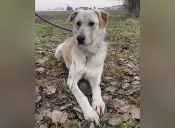 Lykos braucht seinen Mensch