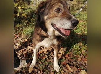 Floki eine Seele vom Hund