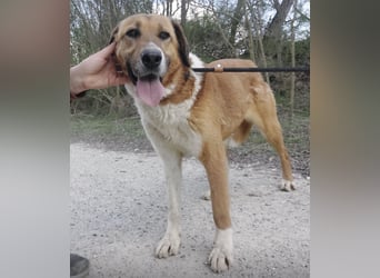 Viola ein Traumwesen